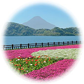花畑